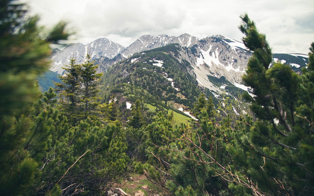 green trees near snow covered mountain during daytime