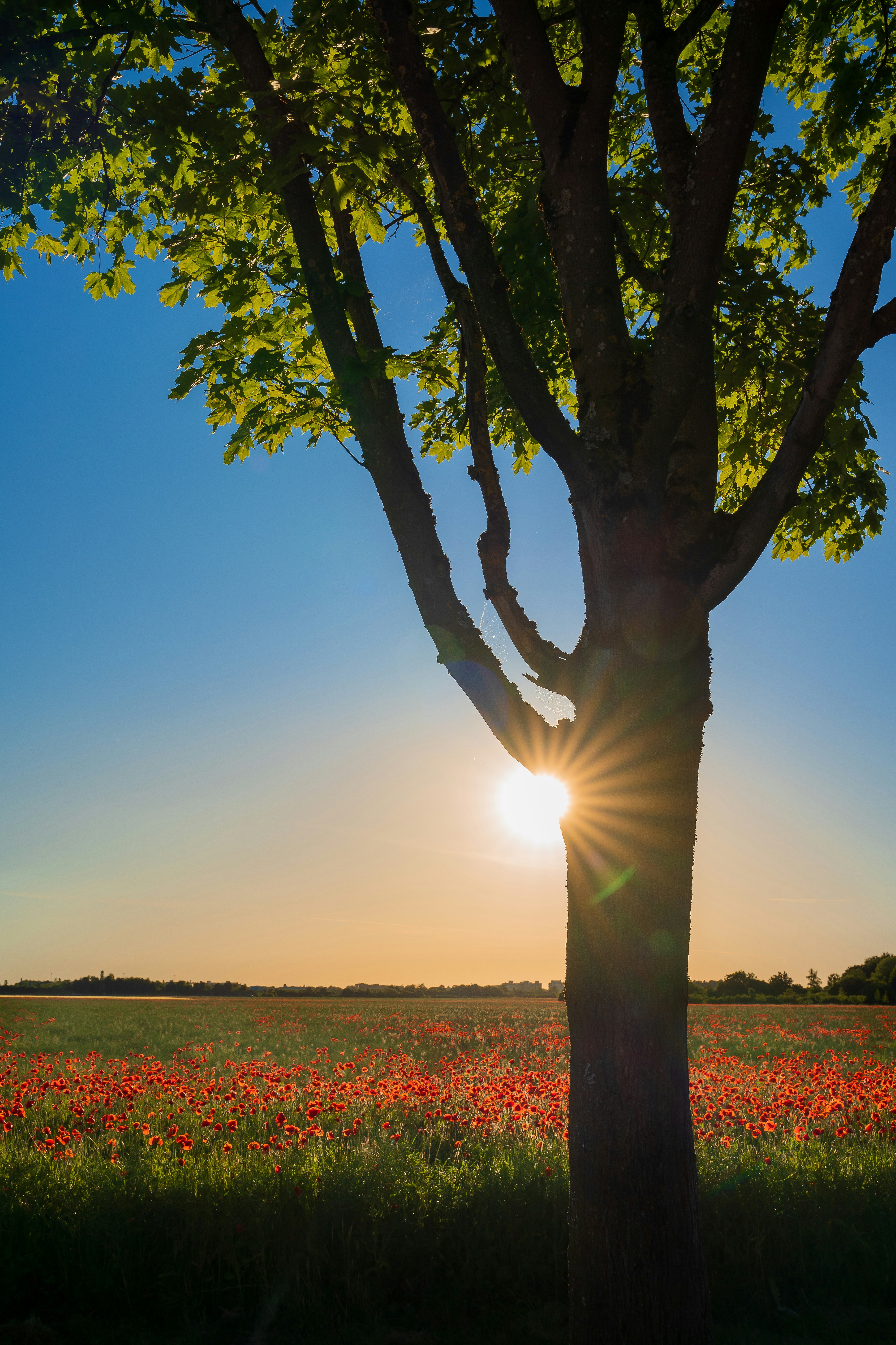 green tree on green grass field during daytime