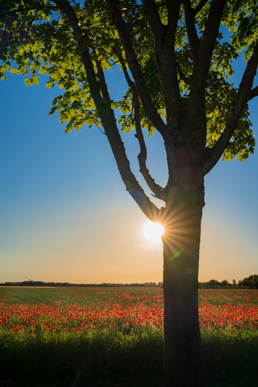 green tree on green grass field during daytime