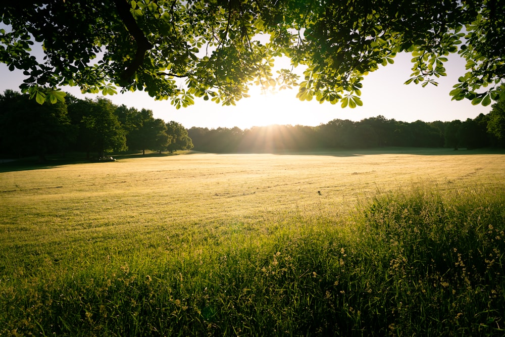 green grass field with green trees during daytime