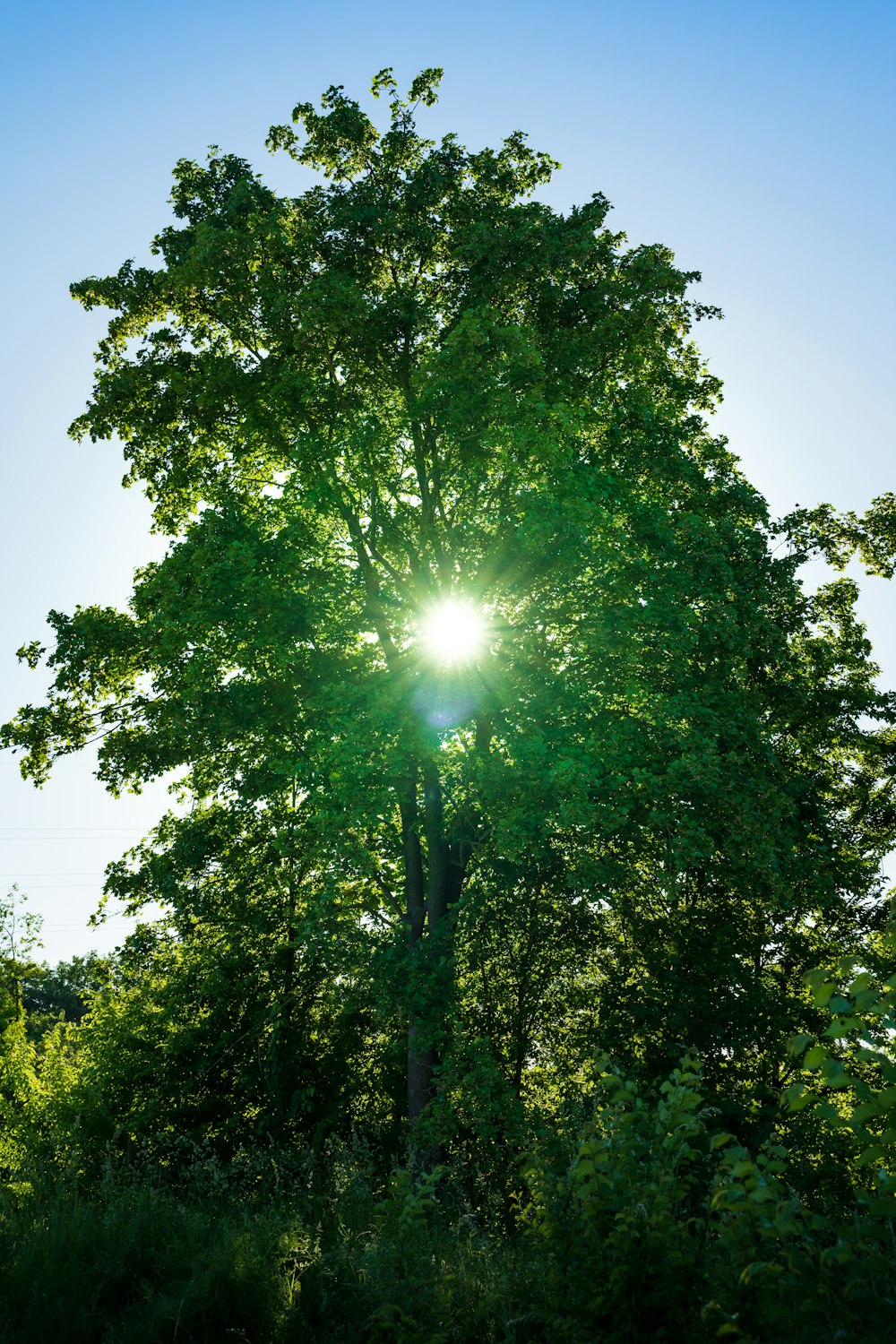 green tree under blue sky during daytime