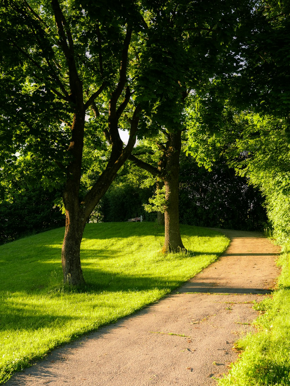 arbres verts sur un champ d’herbe verte pendant la journée