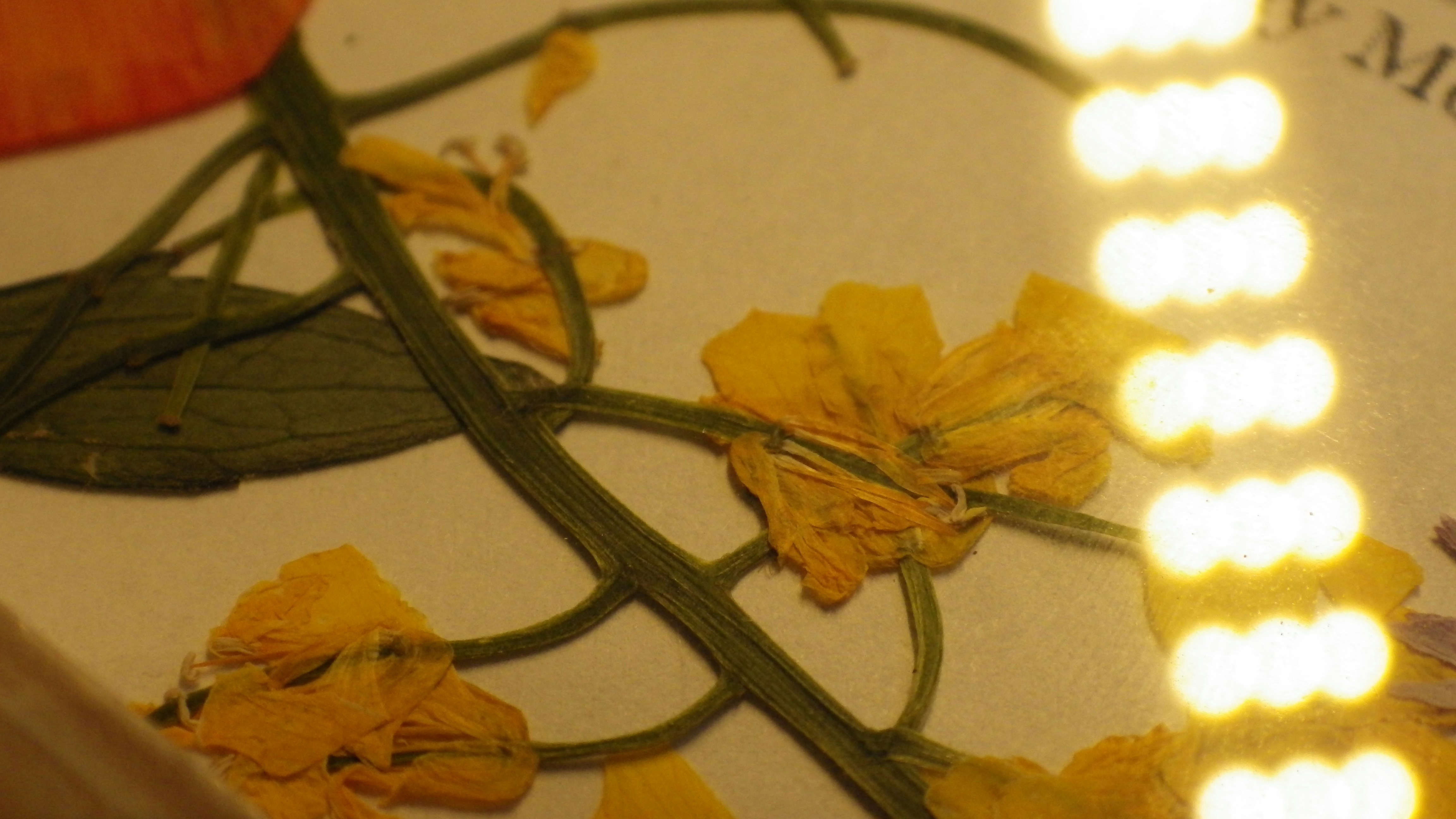 Set de stickers florales