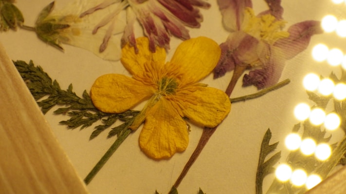 A collection of pressed flowers displayed under glass. The composition includes a prominent yellow flower in the center and other purple and white flowers. These flowers are arranged with green foliage on a light background. The image is warmly lit, possibly by small round lights on the right side, creating an inviting atmosphere.