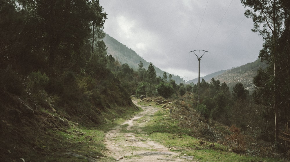 green trees on mountain during daytime