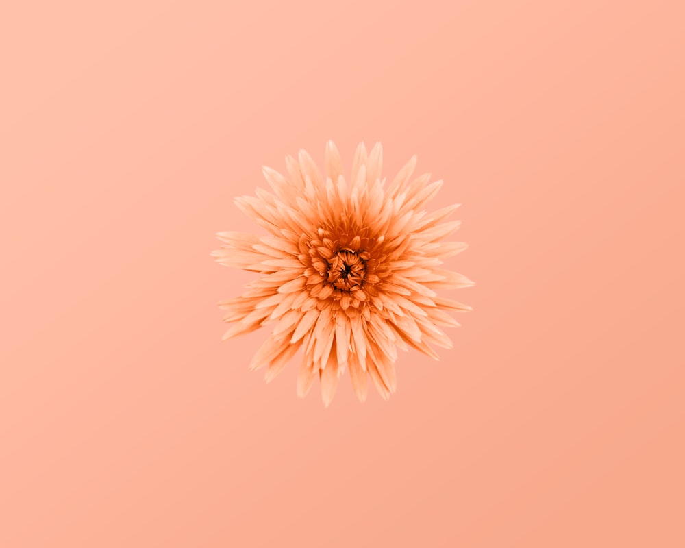 Peach Aesthetic Pictures Download Free Images On Unsplash
