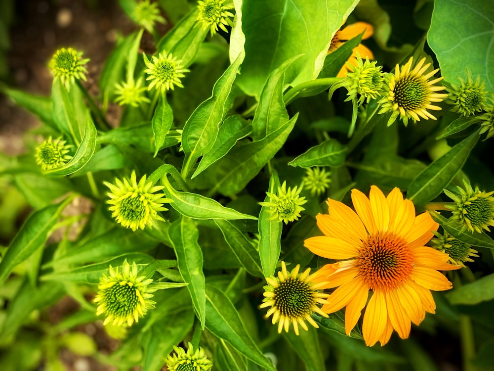 flor amarela e verde na fotografia da lente macro