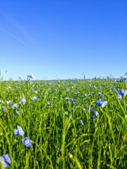 A vibrant field of crops under a clear blue sky.
