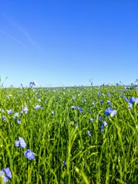 A vibrant, freshly manicured garden with lush green grass and blooming flowers under a clear blue sky.