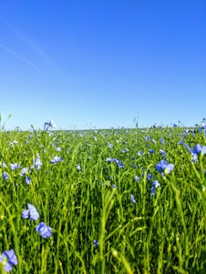A vibrant field in Maharashtra with farmers applying fertiliser under a clear blue sky.