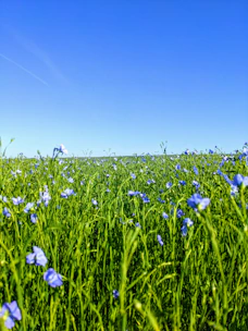 A vibrant field showing diverse crops alongside grazing animals under a clear blue sky.