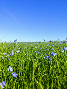 A vibrant field of clover and rye stretching under a bright Detroit sky.