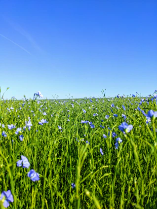 A vibrant green lawn bordered by colorful flowers under a clear blue sky.