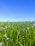 A vibrant field of fresh vegetables under a clear blue sky.