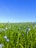 A vibrant field of fresh vegetables under a clear blue sky.