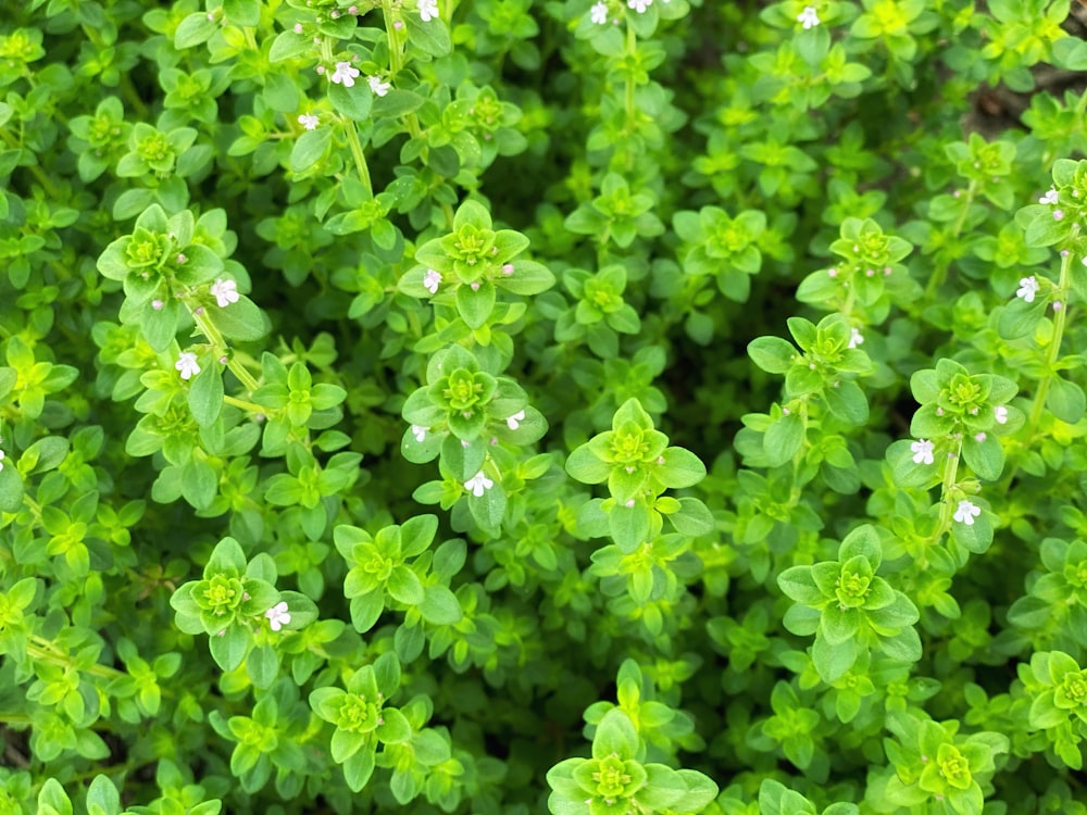 grüne Pflanze mit weißen Blüten