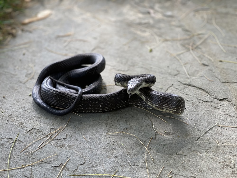 serpent noir et blanc sur le sol
