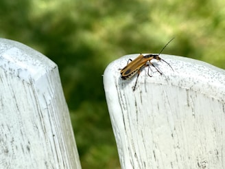 A close-up of a small insect with a yellow body and long antennae perched on a weathered, white painted wooden surface. The background is a blurred green, suggesting grass or foliage.