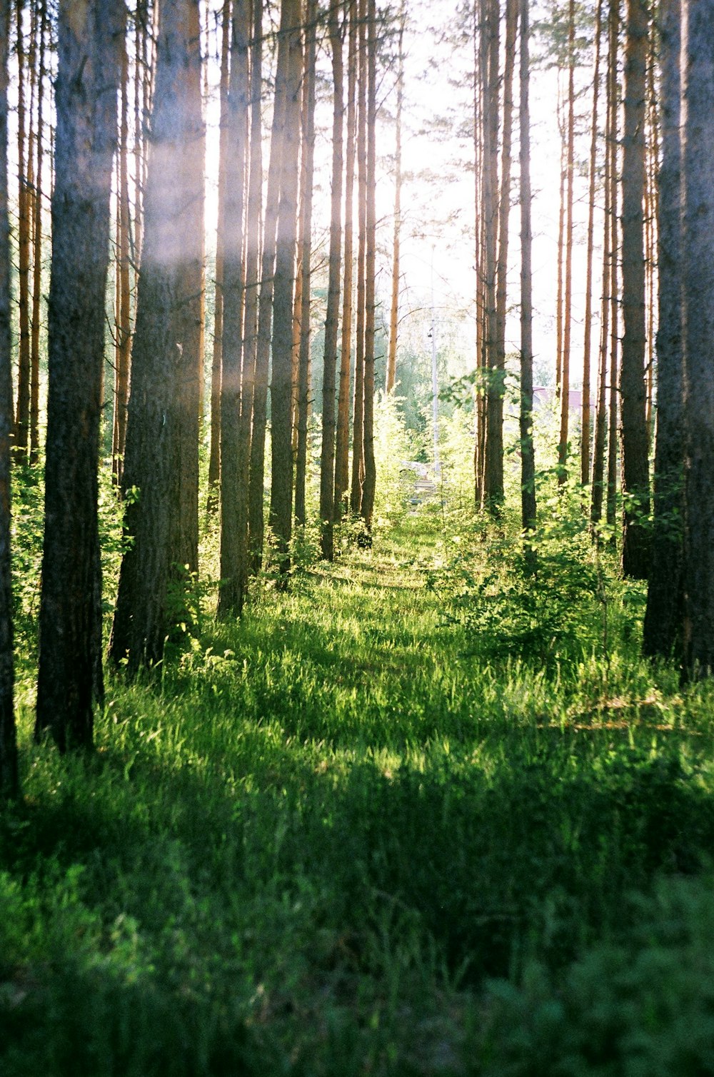 green grass and trees during daytime