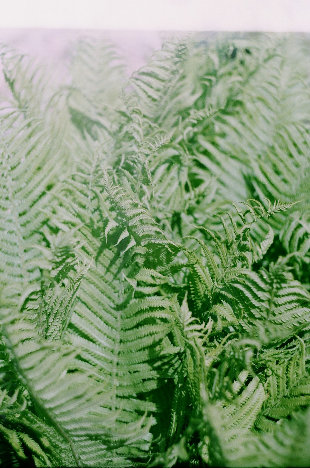 green and white leaf plant