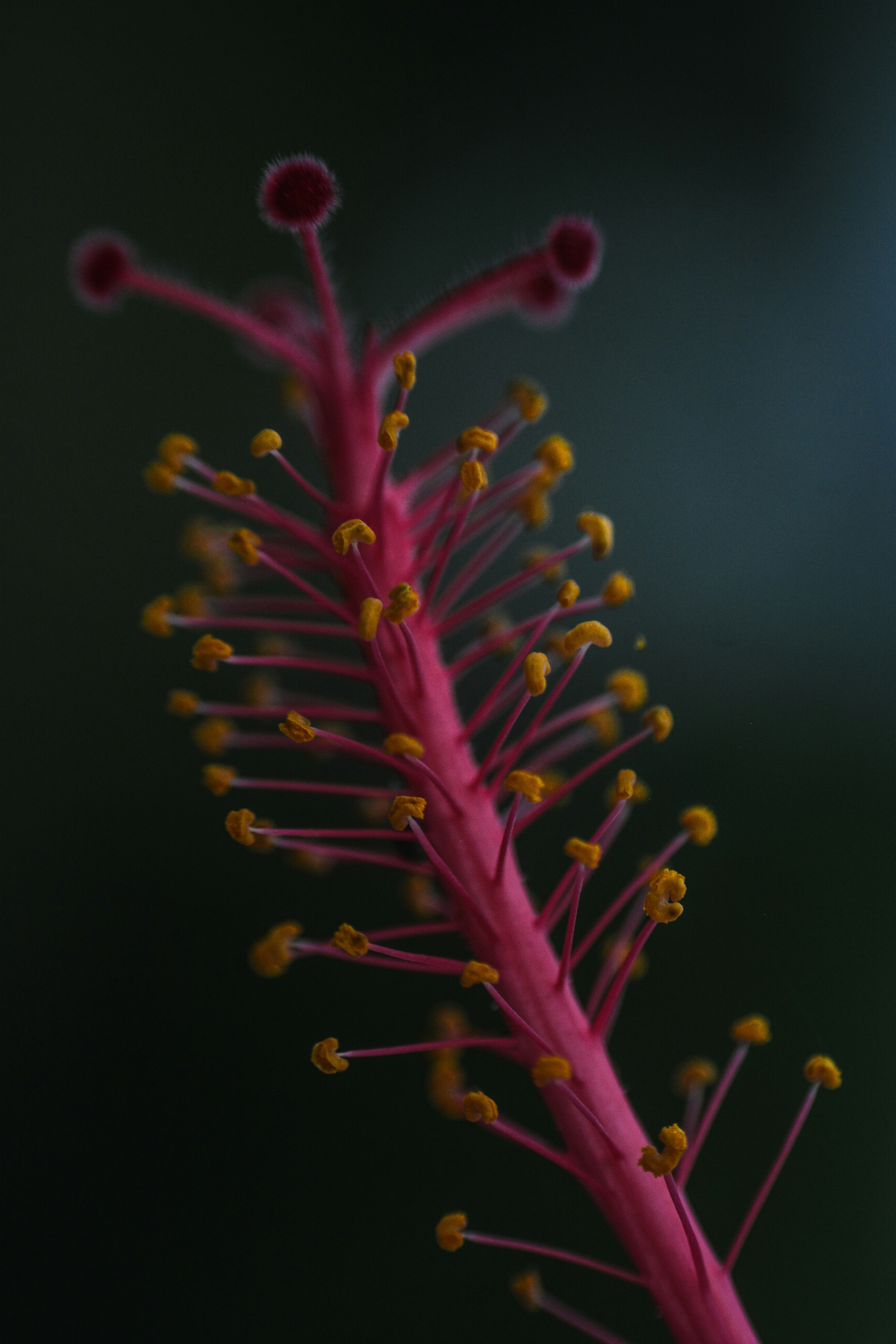 Planta amarilla y roja en fotografía de primer plano