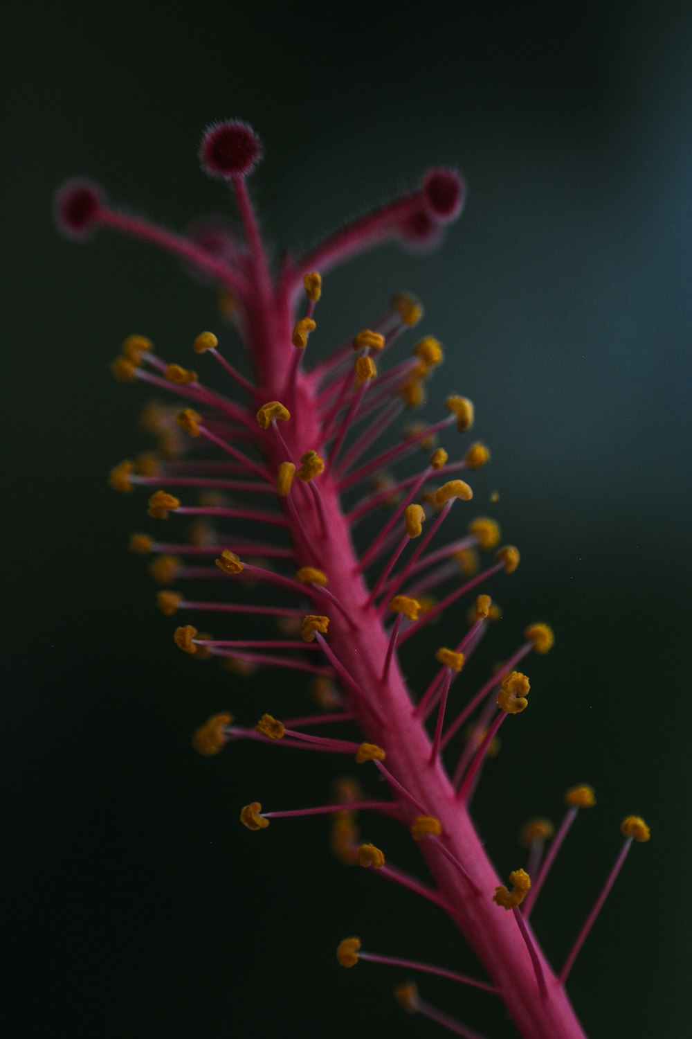 yellow and red plant in close up photography