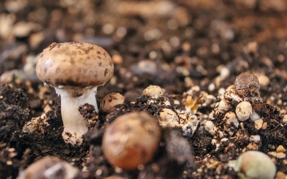 white and brown mushroom in tilt shift lens