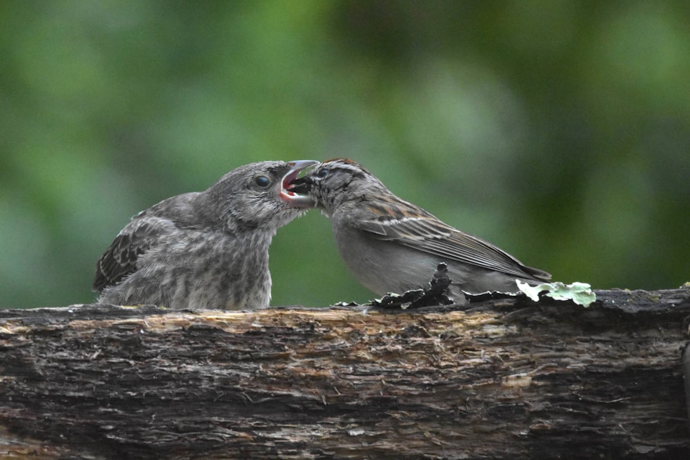 brown and gray bird on brown tree branch