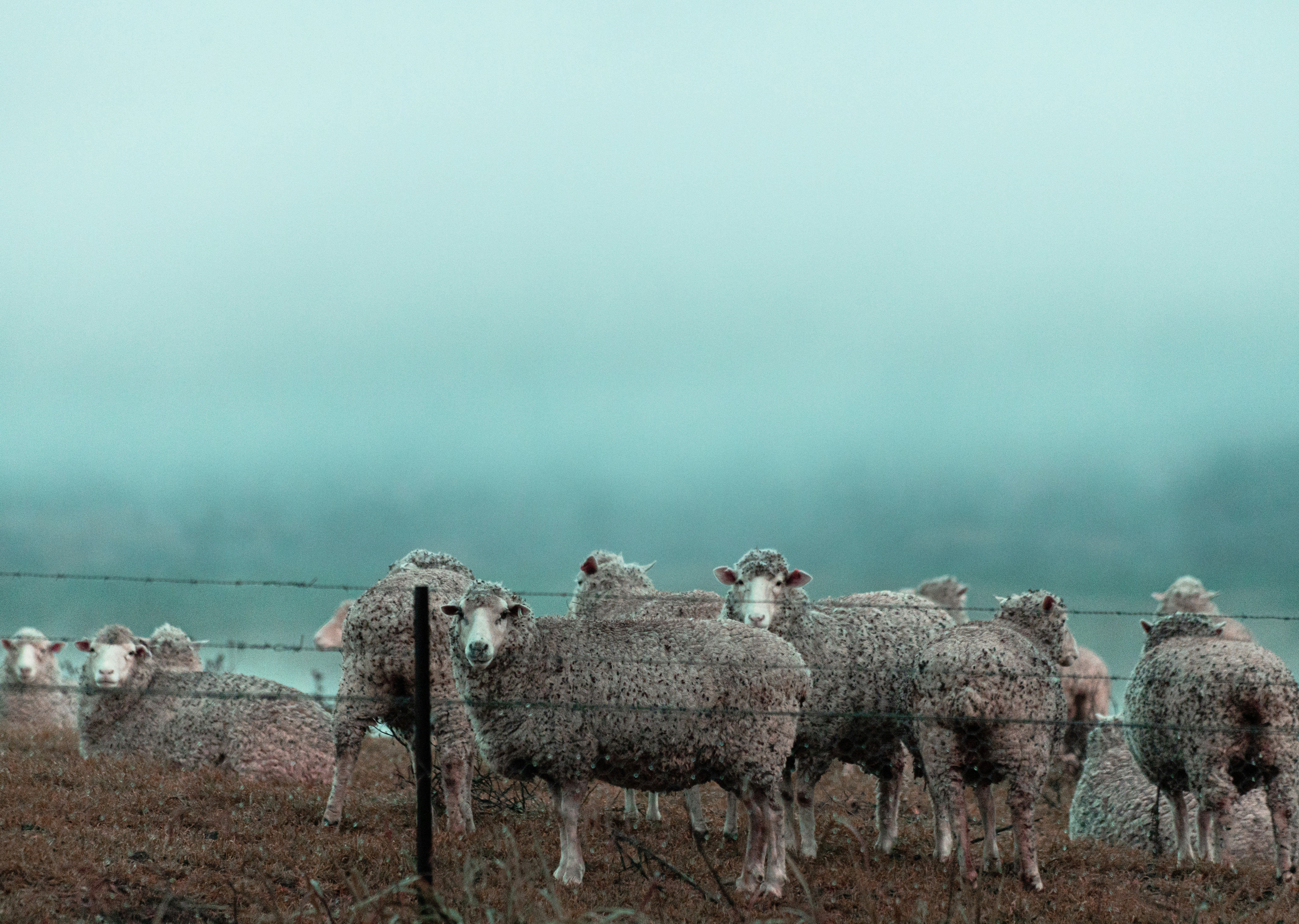 herd of sheep on green grass field during daytime