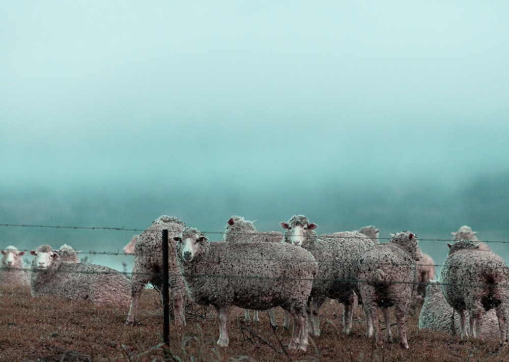 herd of sheep on green grass field during daytime