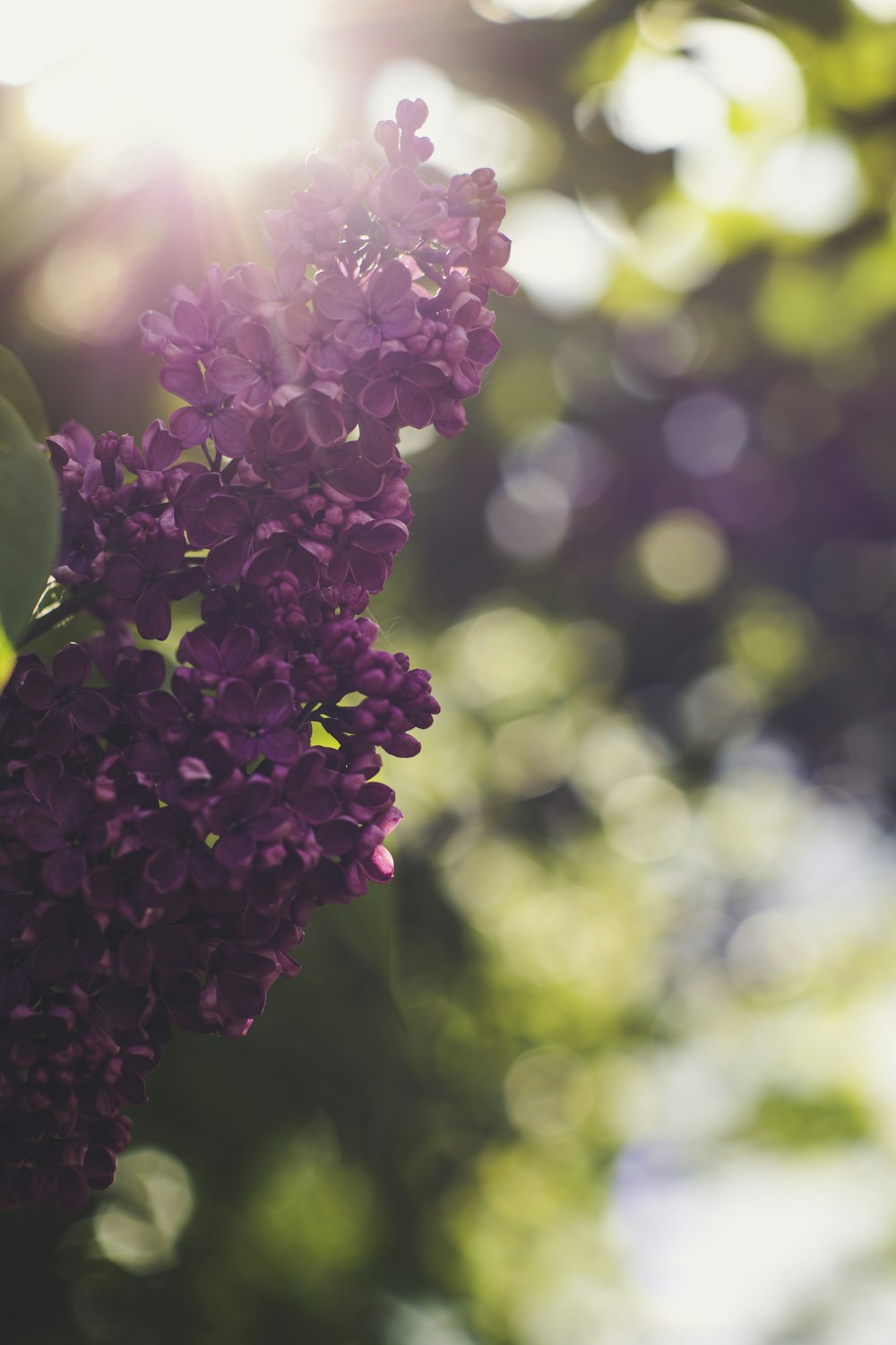 pink flowers in tilt shift lens