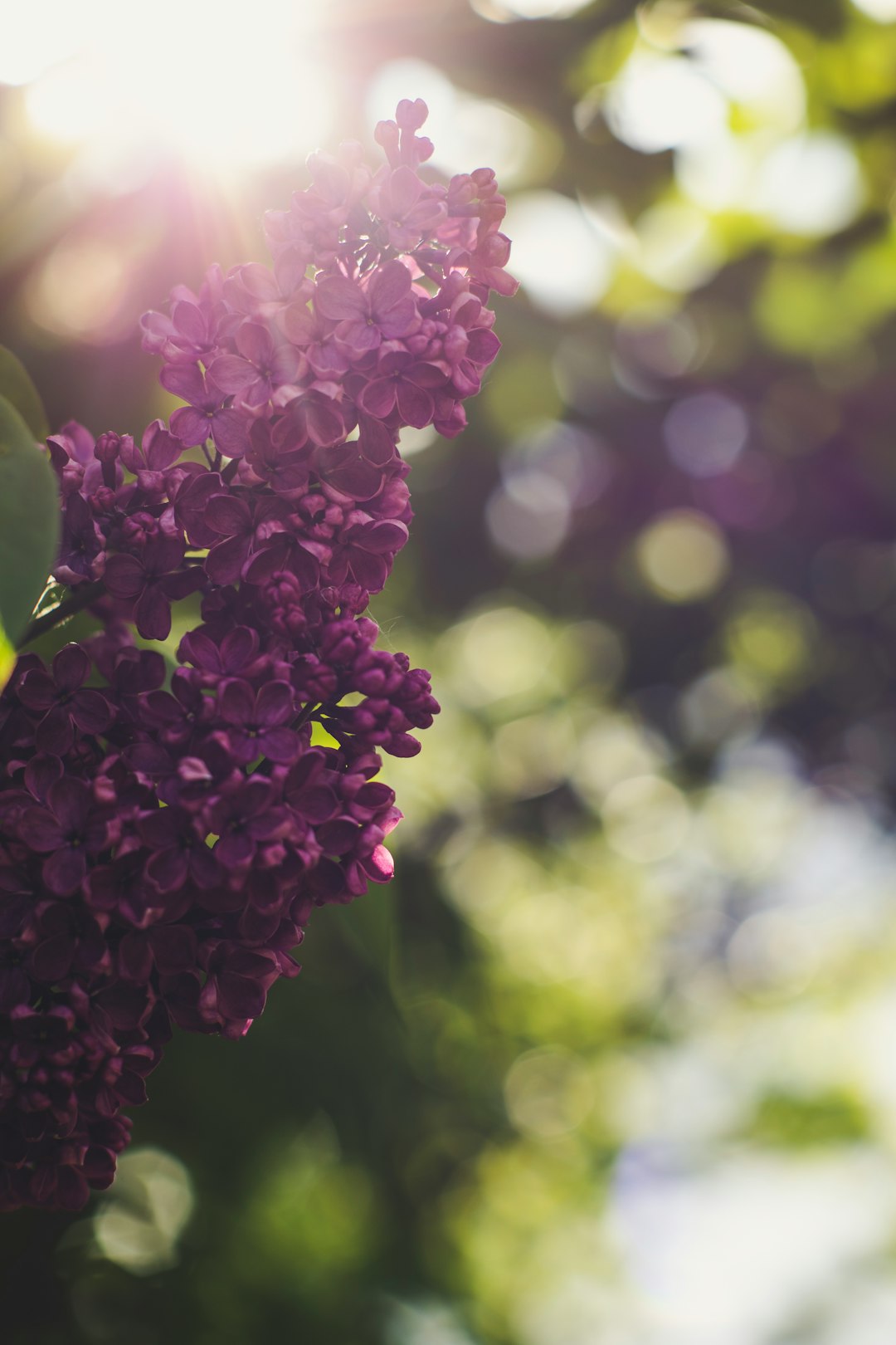 pink flowers in tilt shift lens