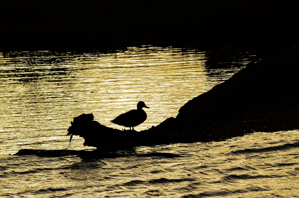 silhouette of man riding on boat during daytime