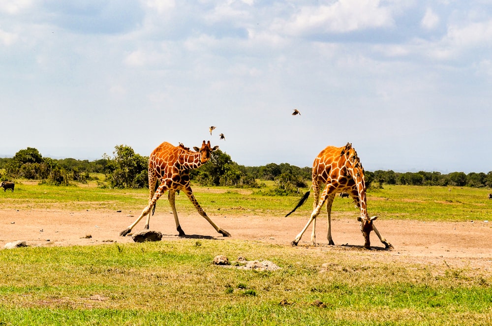 brown giraffe on green grass field during daytime