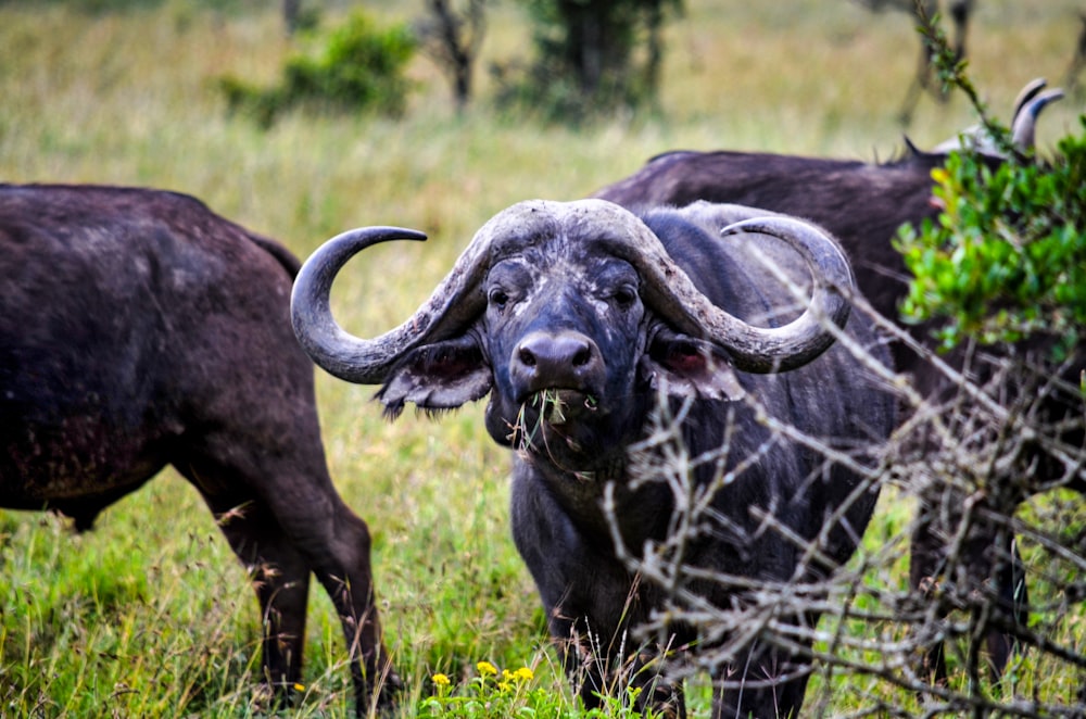 black water buffalo on green grass field during daytime