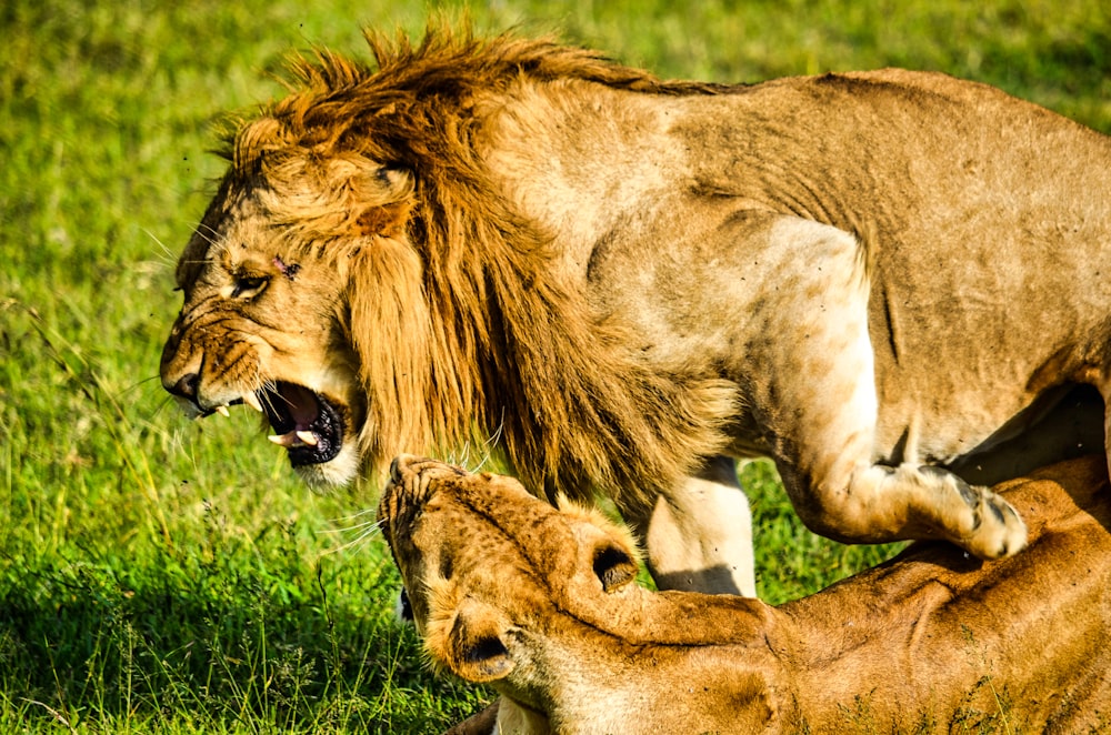 leão e leoa no campo de grama verde durante o dia