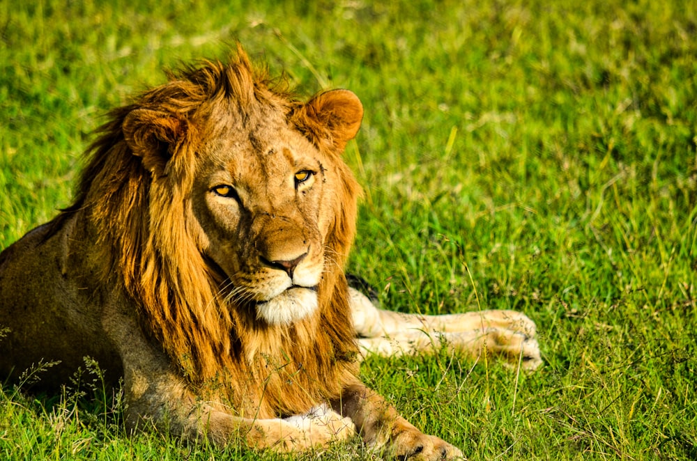 brown lion lying on green grass during daytime