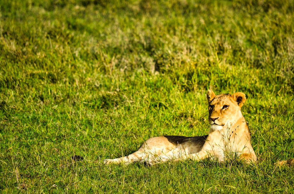 leona marrón acostada en un campo de hierba verde durante el día