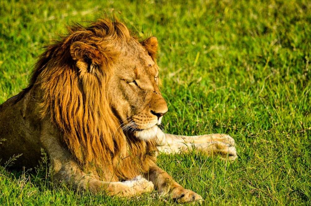 lion lying on green grass during daytime