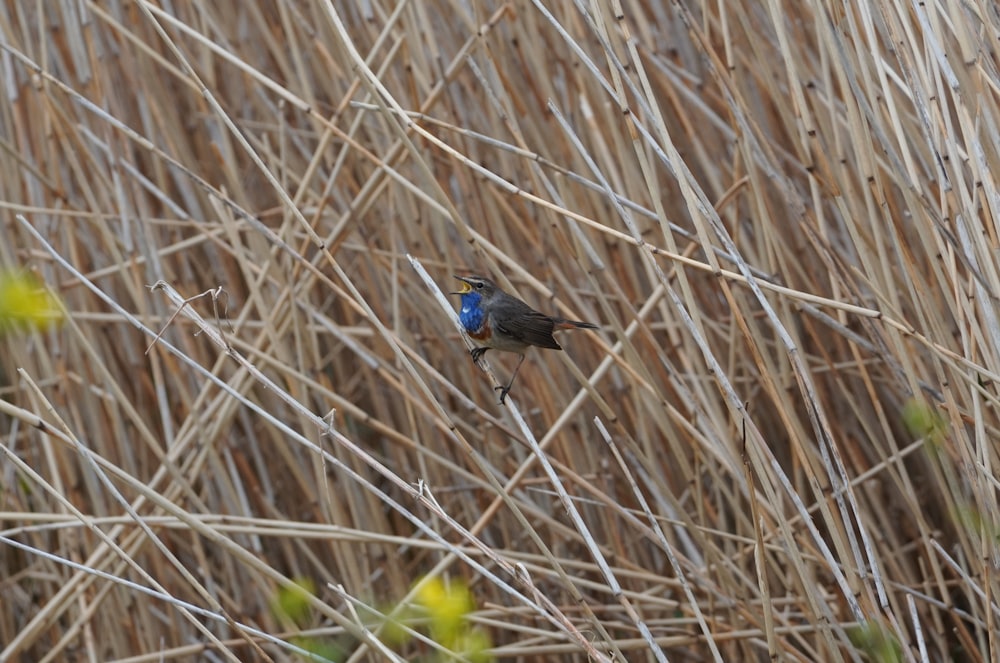 blue bird on brown dried grass during daytime