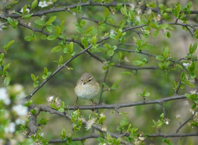 white bird perched on tree branch during daytime