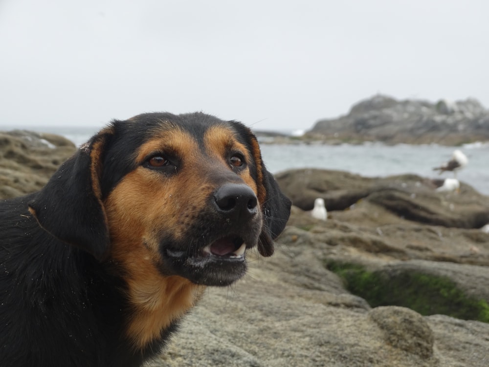black and tan short coat medium dog on grey rock during daytime