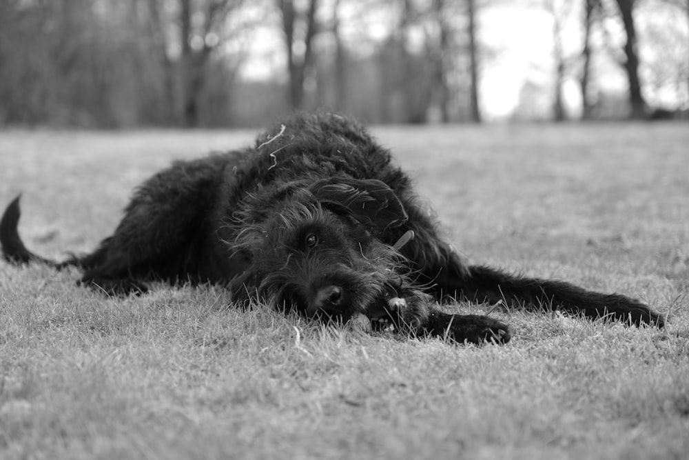 black long coat large dog lying on grass field during daytime