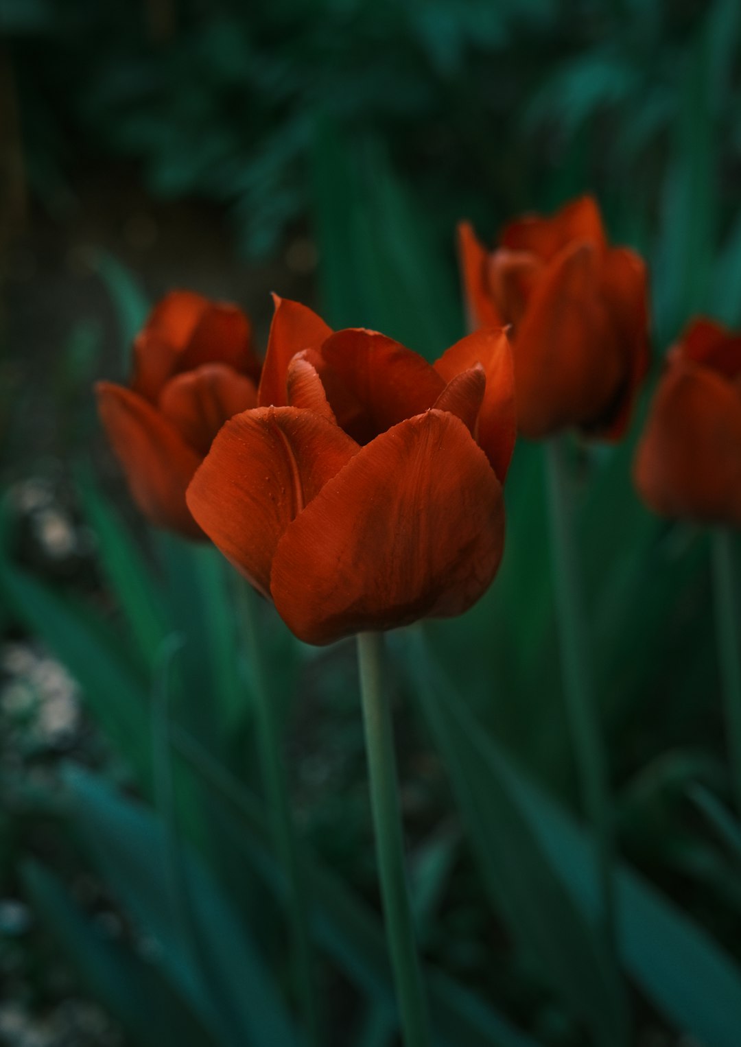 orange flower in tilt shift lens