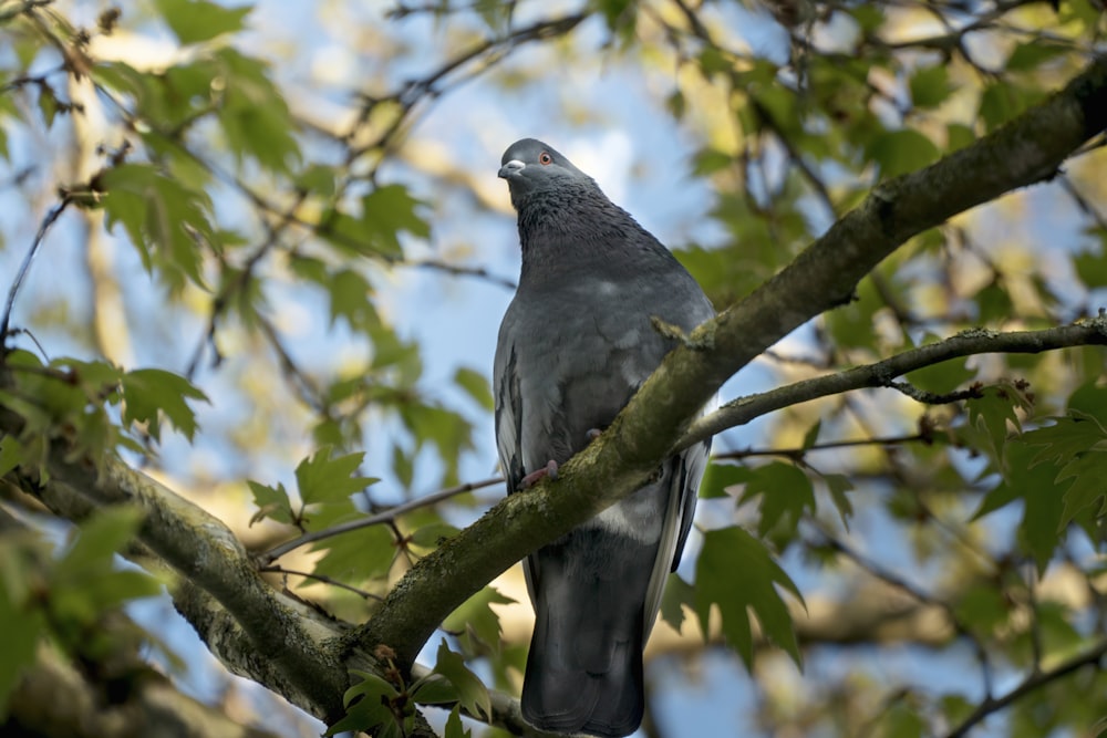 grey bird perched on tree branch during daytime