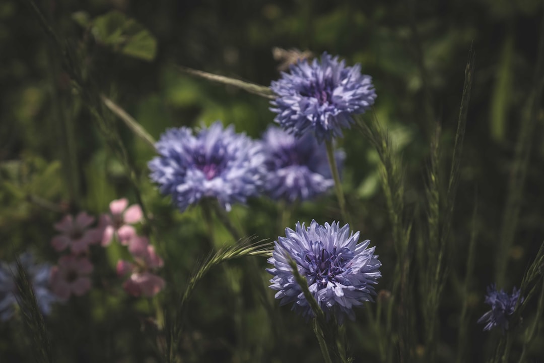 purple flower in tilt shift lens