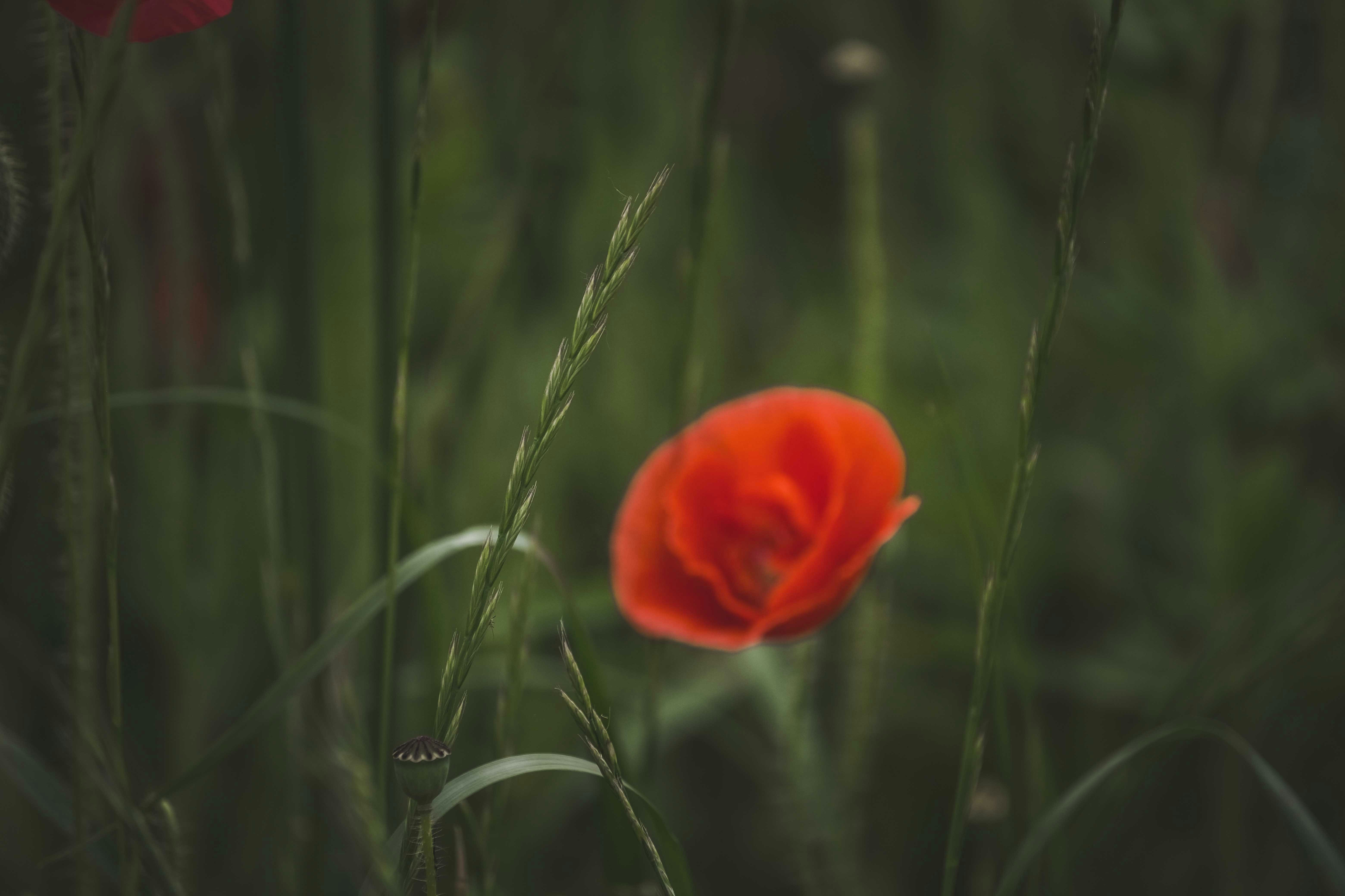 Photo by francesco_ungaro