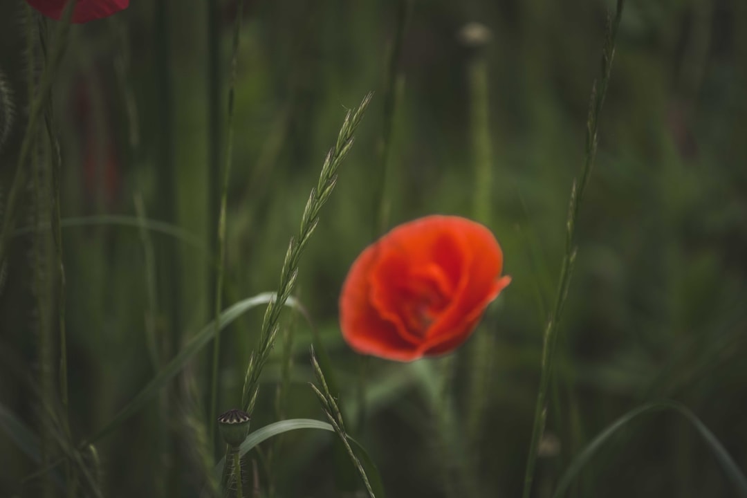 orange flower in the middle of green grass