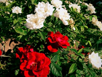 A vibrant display of flowers featuring prominent white and red roses surrounded by lush green leaves. The roses are in full bloom, showcasing intricate petal arrangements that contrast beautifully against the foliage.