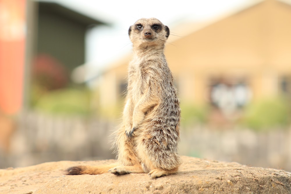 brown and white meerkat on brown rock during daytime